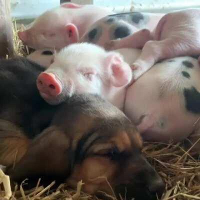 Baby Cuddle Puddle at Brightside Farm Sanctuary