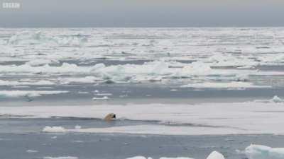 Skinny Polar Bear catches Seal underwater