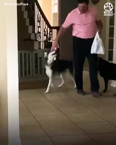 Walking skeleton turns into the most beautiful husky