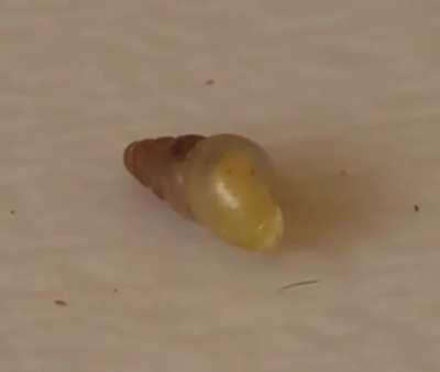 Tiny baby snail eyes behind a partially transparent shell