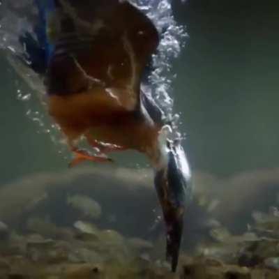 Amazing footage of a kingfisher catching fish