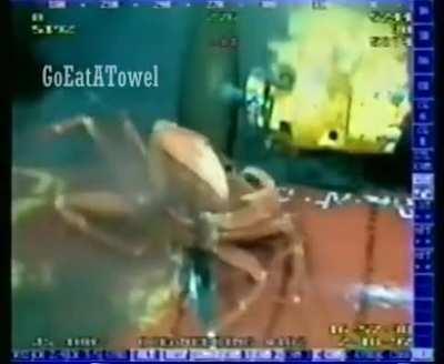 Crab