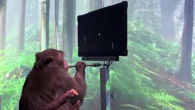 A monkey playing pong with his mind using Neuralink