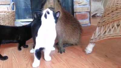 Capybara with his new friend