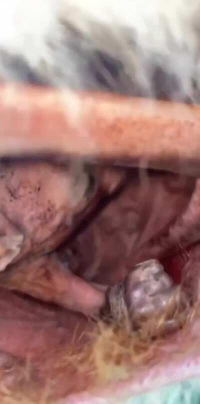 🔥 A peek inside a mother Kangaroo's pouch.