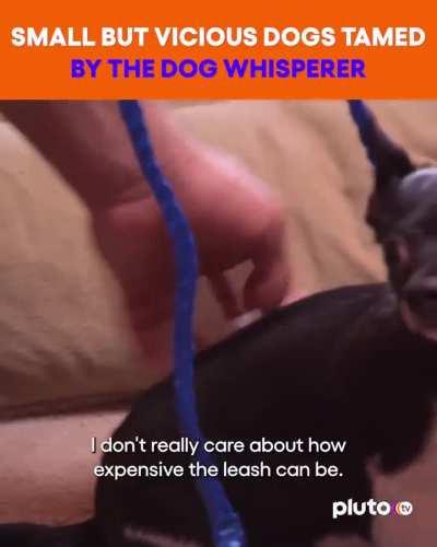 Dog whisperer shows how to make small aggressive dogs calm. 