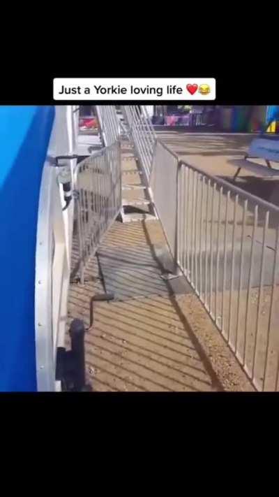 Oldie but goodie, look at that TAIL as he goes down the slide 😍