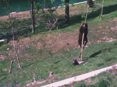 🔥 Bear cub doesn’t want to leave the playground