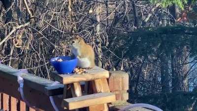 Feeding squirrels fermented pears