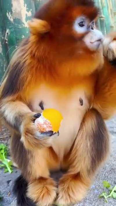 Snub-nosed monkey eats an orange.