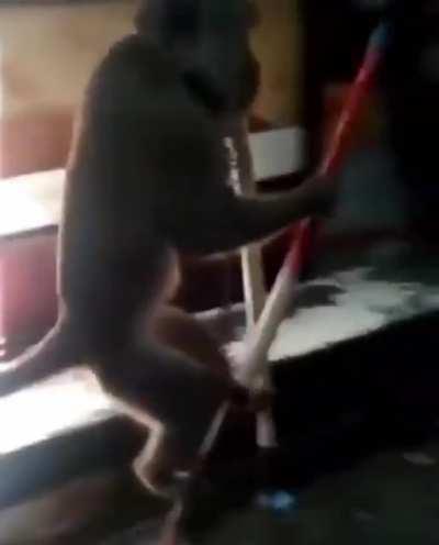 WCGW Monkey walking on sticks