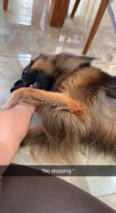 Dog forces the human to give more scratches