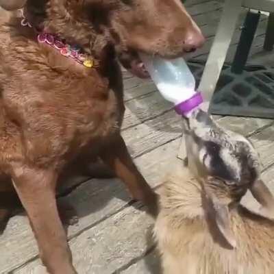 Because we want to see a baby goat being fed a bottle by a doggo