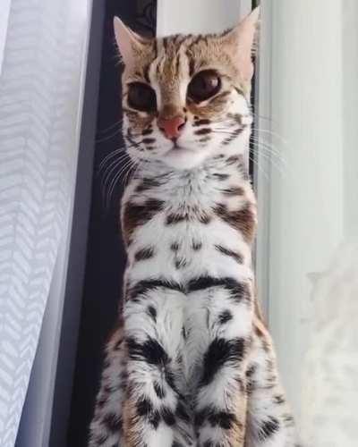 A beautiful Ocelot with incredibly big eyes