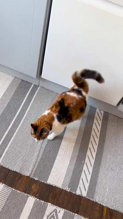 she always vibrates her tail at this exact spot… very.. confused?? anyone else experienced this?