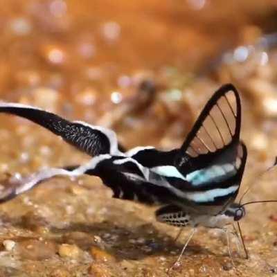 Dragontail Butterflies filmed by Kazuo Unno