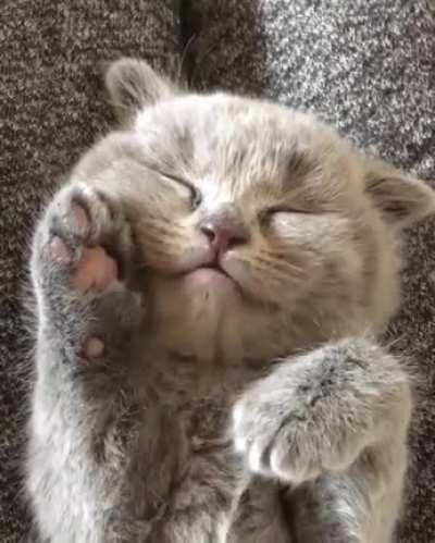 Having a cutie dreams.