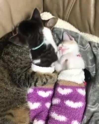 Two kittens being taught how to cuddle by their older companions