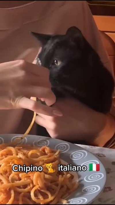 Real Italian cat