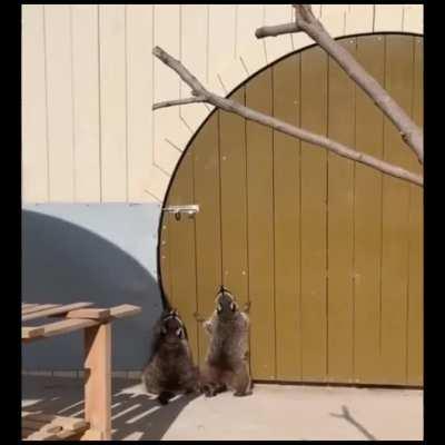 Just two racoons trying to open the door