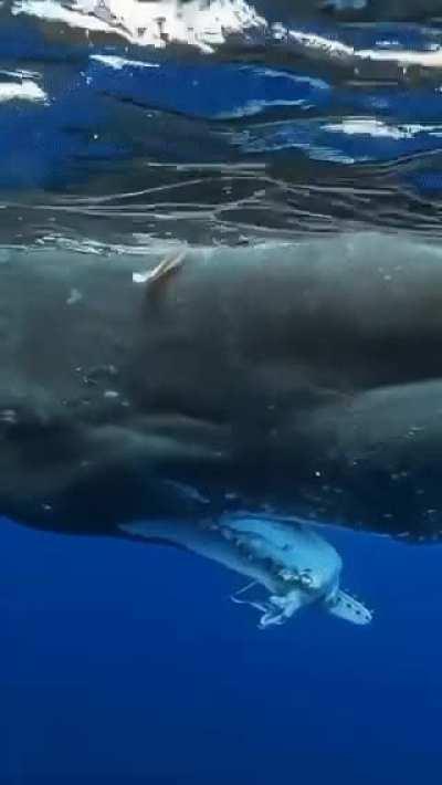 🔥 A sperm whale with the remains of a giant squid in its jaws