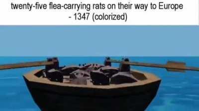 rat