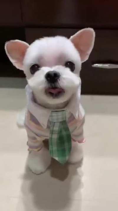 Stylish Puppy