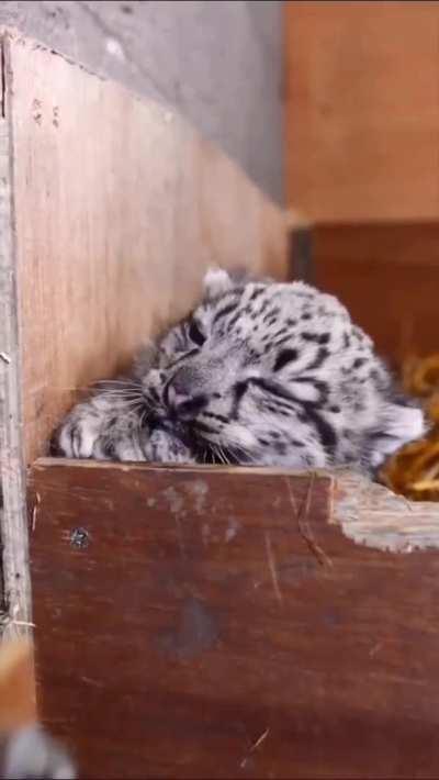 Snow Leopard kitten