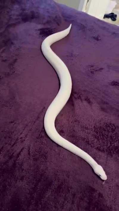 Snake just vibing on a plush blanket