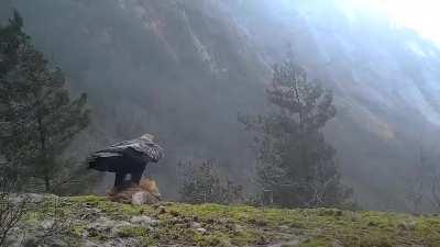 Golden eagle taking off with adult fox