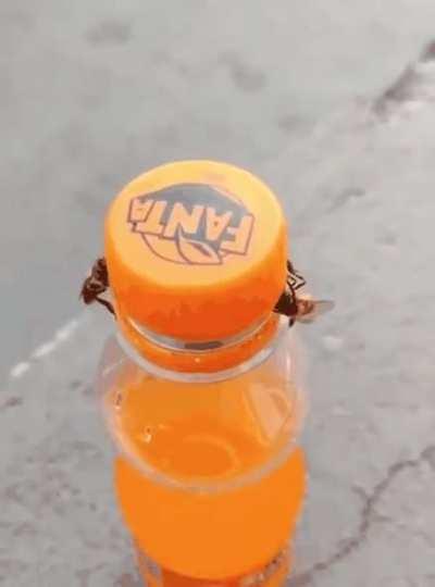 Two honey bees work together to open a bottle of Fanta