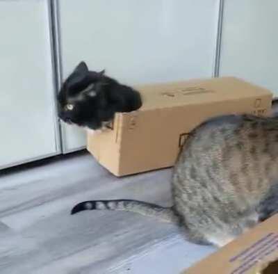 Box cat!