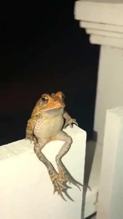 Frog chilling on a fence