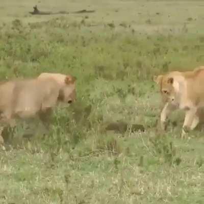 🔥 Mongoose is not intimidated of two lions