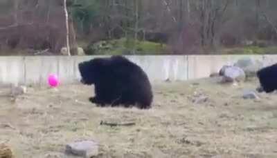 Bears playing with a baloon