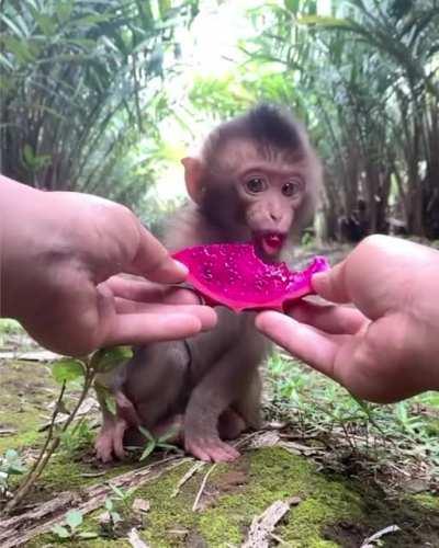 A little monkey being given a fruit