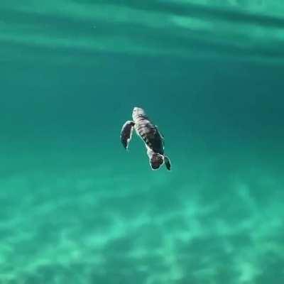 Baby turtle exploring the world