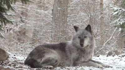 How this grey wolf howls and gets response from the entire forest