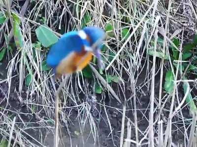 Kingfisher hunting for prey while perched on a swaying twig