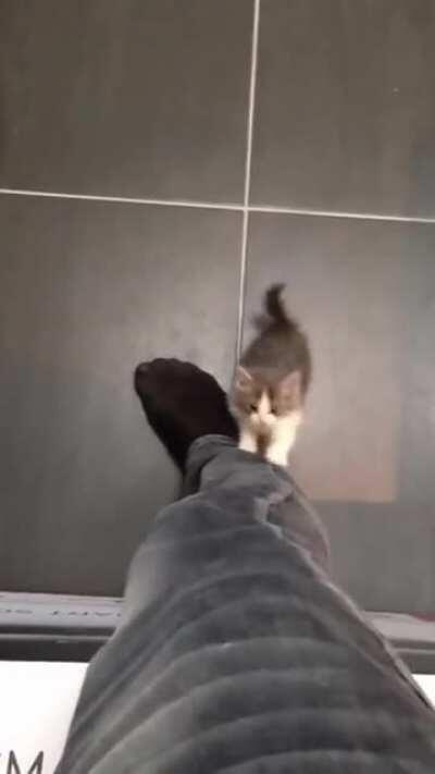 Shadow of the Kittylossus