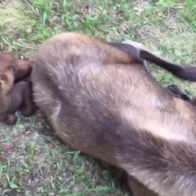 this man lives in a cabin in alaska and has created some what of a ‘safe place’ for wild moose to come and give birth to their young without worry about predators