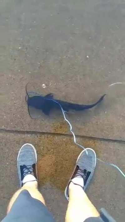 Taking a catfish for a walk during a flood