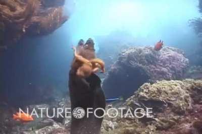 Underwater rodeo: Octopus rides a moray eel like a bull as the eel twists and turns every which way to try to eat him