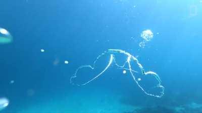 Take 30 seconds to watch as two mesmerizing water bubbles crash into each other. (Credit: NatGeo)