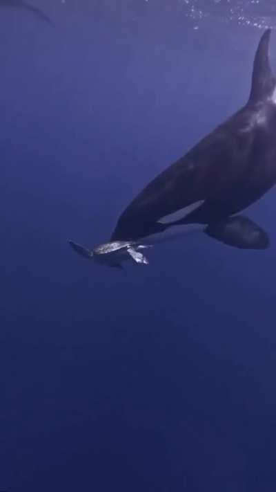 An orca playing with a turtle 