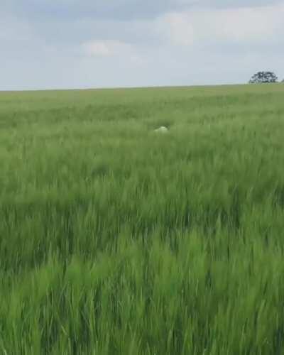 Rare footage of mythical Loch Ness doggo