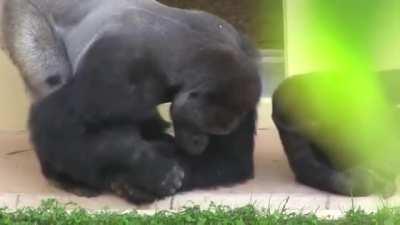 Shabani the silverback and his son, calmly observing a caterpillar