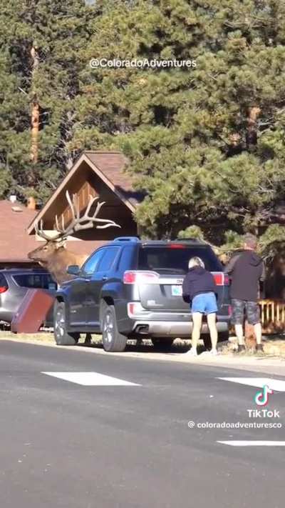 of a massive elk in a protected park