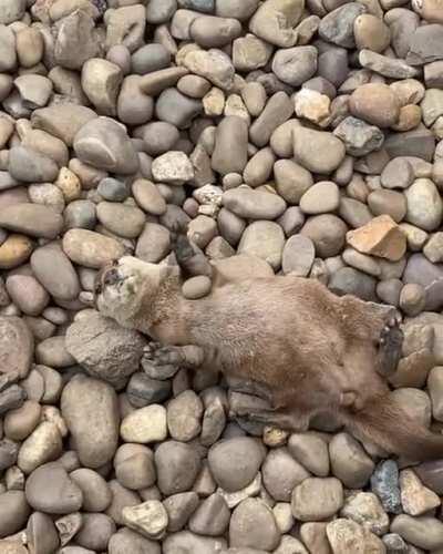 Otter juggling with a pebble