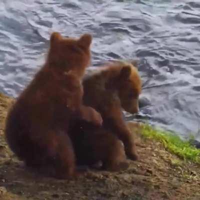 🔥 A precious moment between bear cub siblings